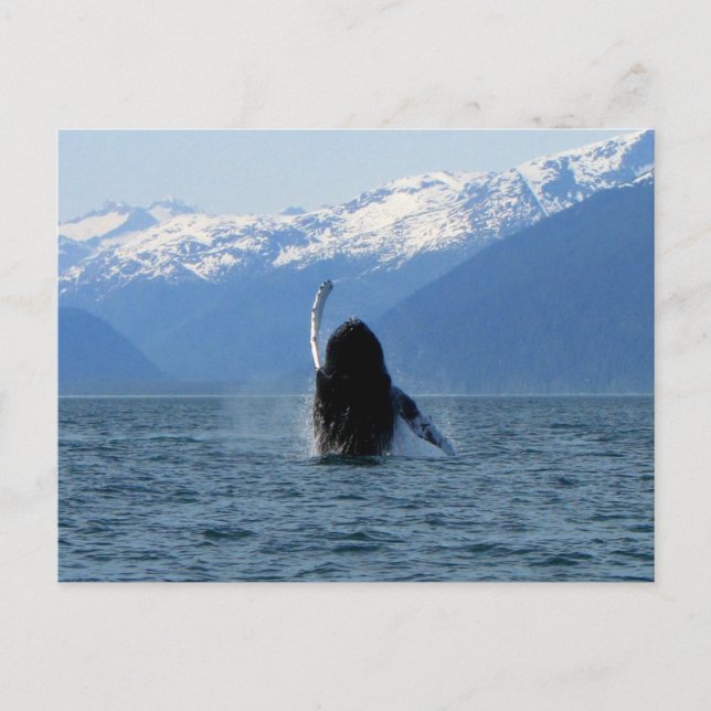 Pacific Ballet Postkarte (Vorderseite)
