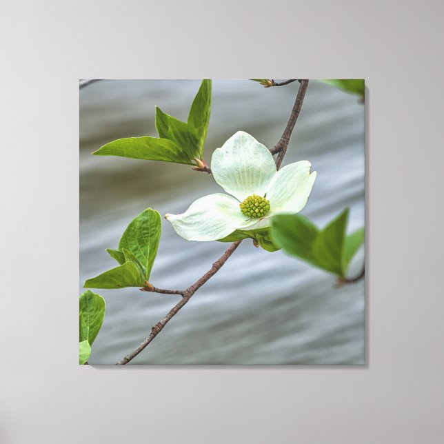 Pacific Dogwood Leinwanddruck (Vorderseite)