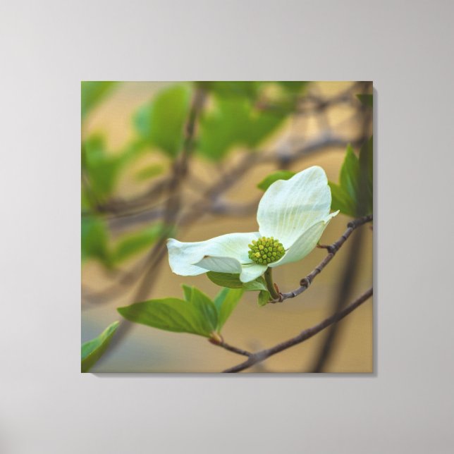 Pacific Dogwood Leinwanddruck (Vorderseite)