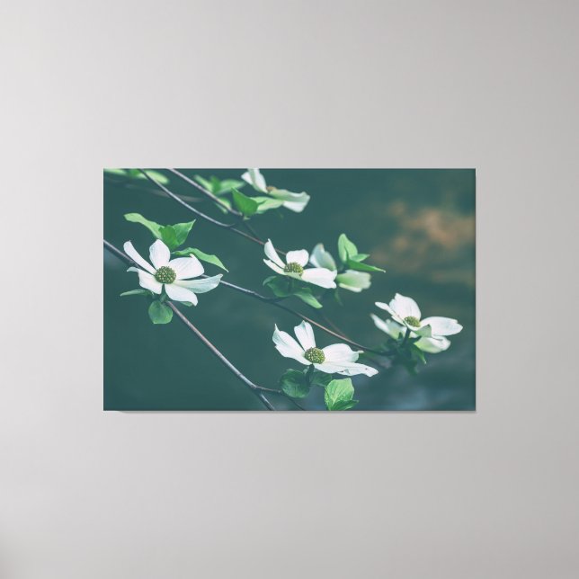 Pacific Dogwoods Leinwanddruck (Vorderseite)