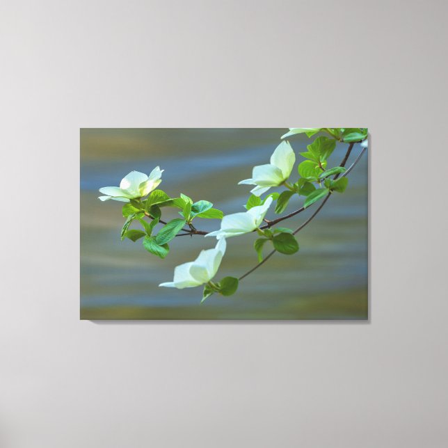 Pacific Dogwoods Leinwanddruck (Vorderseite)