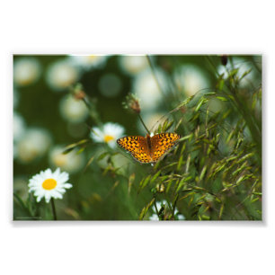 Pacific Fritillary Butterfly Fotodruck
