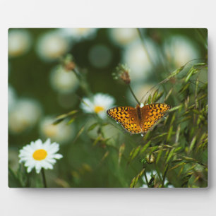 Pacific Fritillary Butterfly Fotoplatte