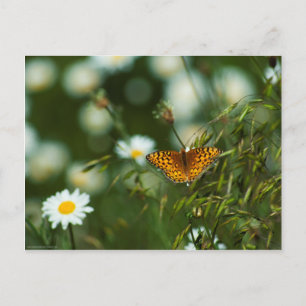 Pacific Fritillary Butterfly Postkarte