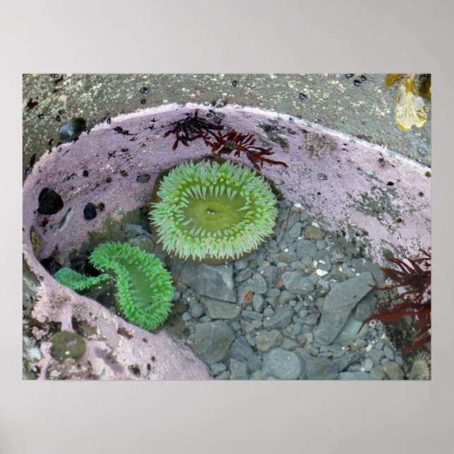 Pacific Northwest Tidepool with Green Anenomes Poster (Vorne)