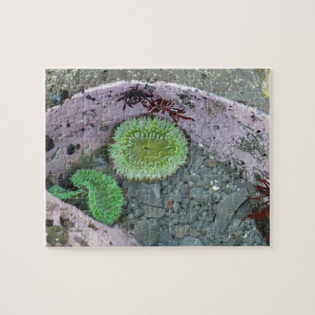 Pacific Northwest Tidepool with Green Anenomes Puzzle (Horizontal)