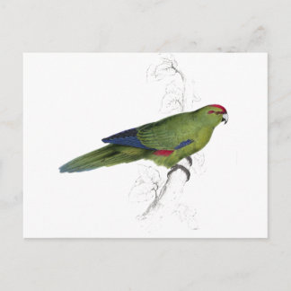 Pacific Parrakeet von Edward Lear Postkarte