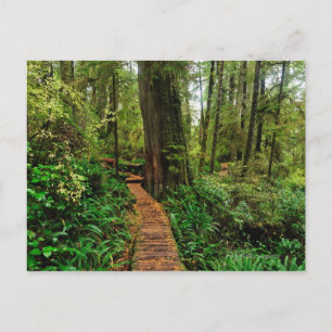 Pacific Rim National Park, an einem regnerischen H Postkarte