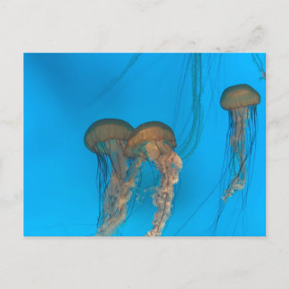 Pacific Sea Nettles Postcard Postkarte