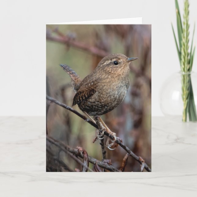 Pacific Wren Vielen Dank, Card Dankeskarte (Vorderseite)