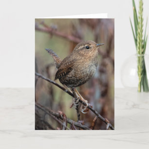 Pacific Wren Vielen Dank, Card Dankeskarte