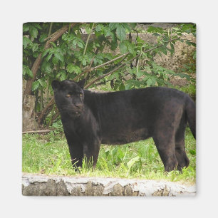 Pacing Panther Magnet