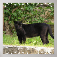 Pacing Panther Poster