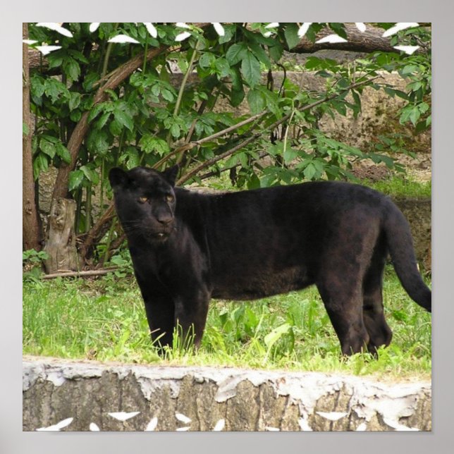 Pacing Panther Poster (Vorne)