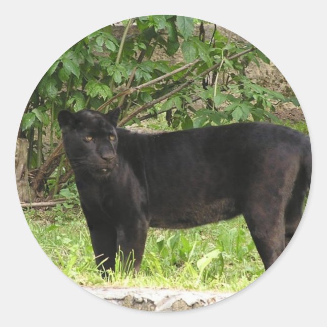 Pacing Panther Stickers (Vorderseite)
