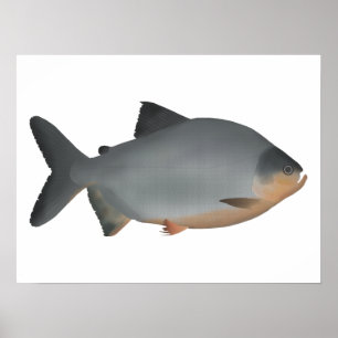 Pacu Poster