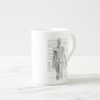 Pädagogisches menschliches Anatomie-Diagramm