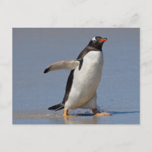 Paddeln der Gentoo Postkarte