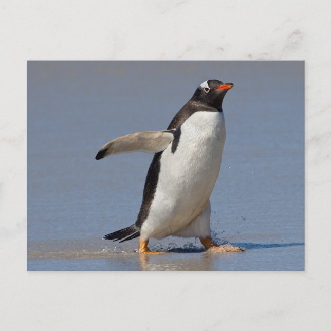 Paddeln der Gentoo Postkarte (Vorderseite)