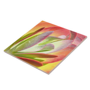 PADDLE PLANT/KALANCHOE/PHOTOG.DIG.EFFEKTS FLIESE