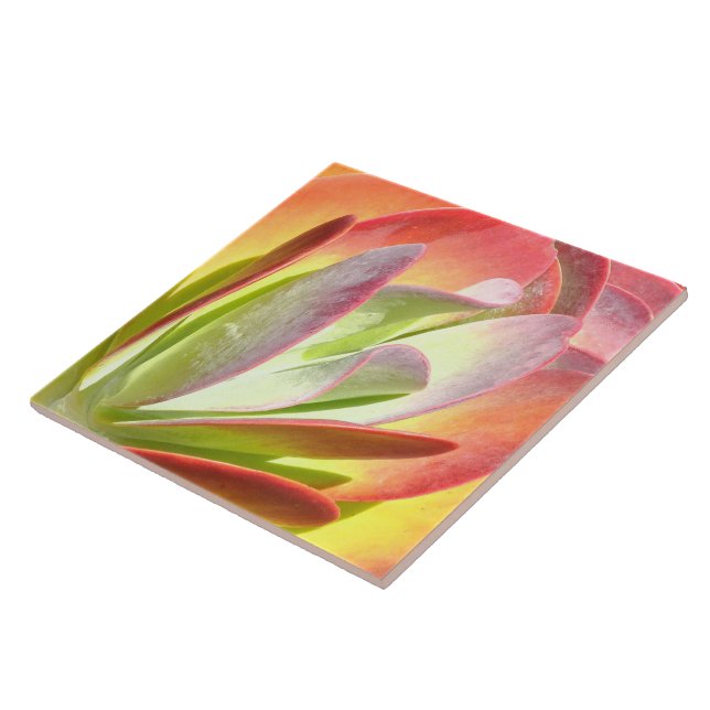 PADDLE PLANT/KALANCHOE/PHOTOG.DIG.EFFEKTS FLIESE (Seite)