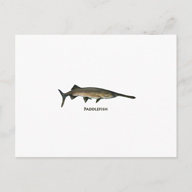 Paddlefisch Postkarte (Vorderseite)