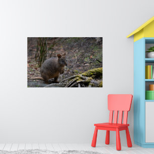 Pademelon Australien, Süße Tier Foto Poster
