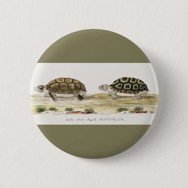 Padloper Tortoise Button (Vorderseite)