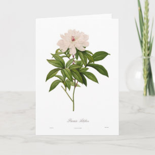 Paeonia albiflora karte