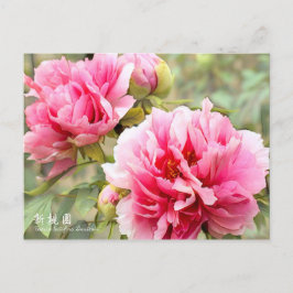 Paeonia lactiflora "Shintouen" [Postkarte] Postkarte
