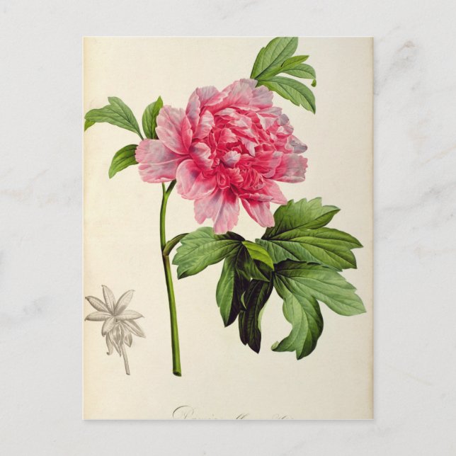 Paeonia Moutan, c.1799 Postkarte (Vorderseite)
