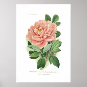 Paeonia moutan (Peony) Poster
