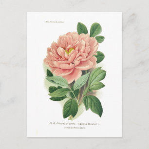 Paeonia moutan (Pfingstrose) Postkarte