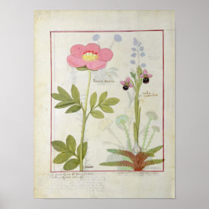 Paeonia oder Peony und Orchis myanthos Poster