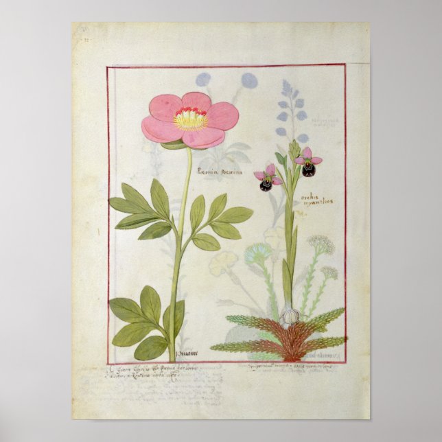 Paeonia oder Peony und Orchis myanthos Poster (Vorne)
