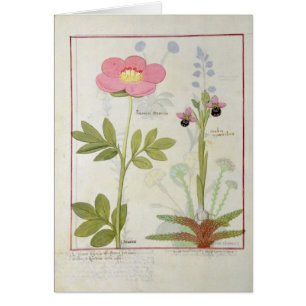 Paeonia oder Pfingstrose und Orchis myanthos
