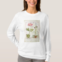 Paeonia oder Pfingstrose und Orchis myanthos