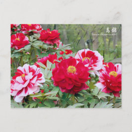 Paeonia "Shima-nishiki" [Postkarte] Postkarte