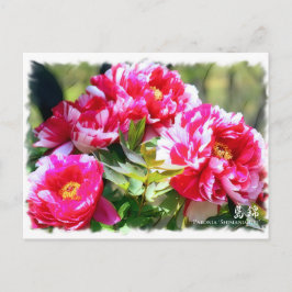 Paeonia "Shimanishiki"[Postcard] ポ ス ト ド Postkarte