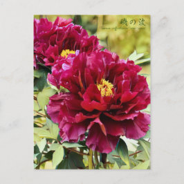 Paeonia suffruticosa "Isono-nami" [Postkarte] Postkarte