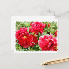 Paeonia "Taiyo"[Postkarte] ポ ス ト ド Postkarte