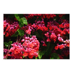 Pagode Blume farbenfroh rot und rosa Fotodruck