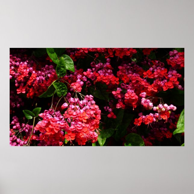 Pagode Blume farbenfroh rot und rosa Poster (Vorne)