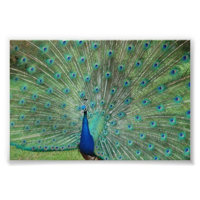 Paignton Peacock Fotodruck (Vorne)