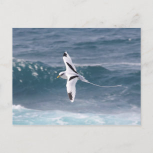 Paille-en-Queue Postkarte