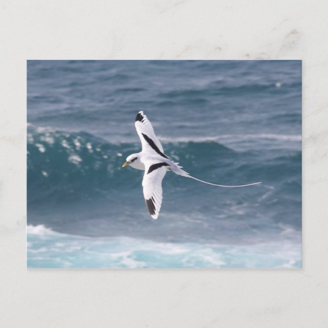 Paille-en-Queue Postkarte (Vorderseite)