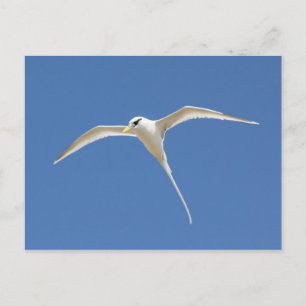 Paille-en-Queue Postkarte