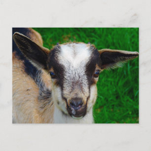 Paint (Begriffsklärung) Postkarte