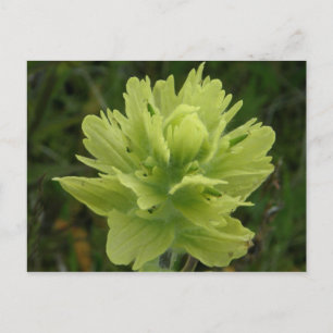 Paint Brush Blossom, Insel Unalaska Postkarte