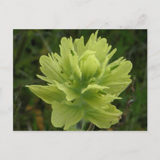 Paint Brush Blossom, Insel Unalaska Postkarte (Vorderseite)
